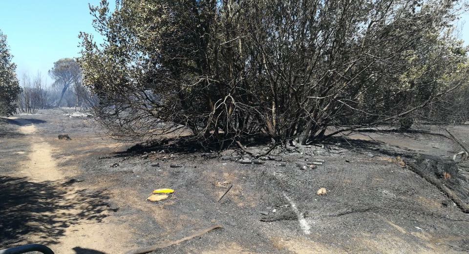 Le prime immagini del dopo incendio che ha devastato la pineta di Castelfusano a Ostia